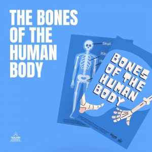 Bones of the Human Body Activity