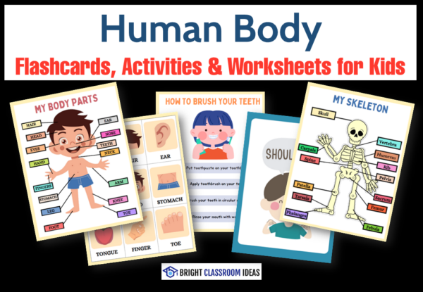 Human Body Flashcards, Activities & Worksheets for Kids - Teacher ...